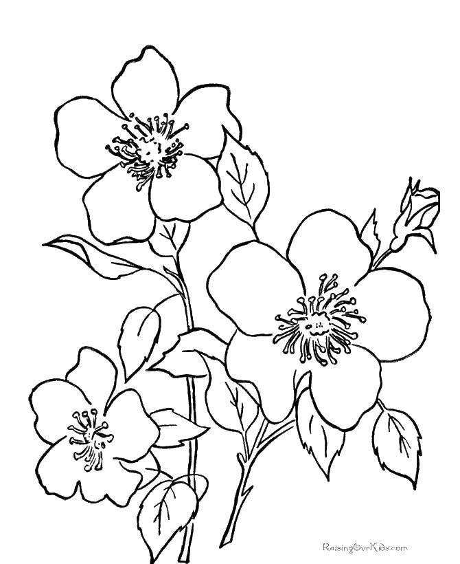 Coloring Beautiful flowers.. Category flowers. Tags:  Flowers.