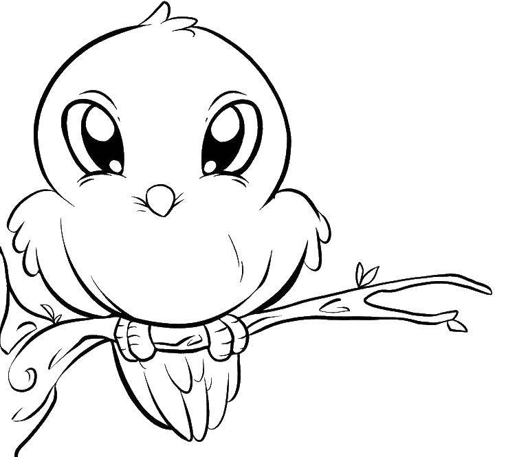 Coloring A bird on a tree branch. Category birds. Tags:  Birds.
