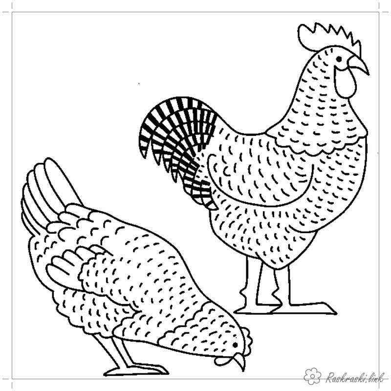 Название: Раскраска Рисунок петуха с курицой. Категория: домашние животные. Теги: Петух.