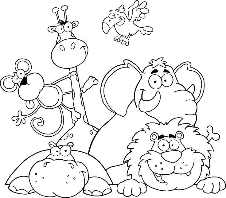Coloring Wild animals. Category animals. Tags:  giraffe, monkey, Hippo, lion.
