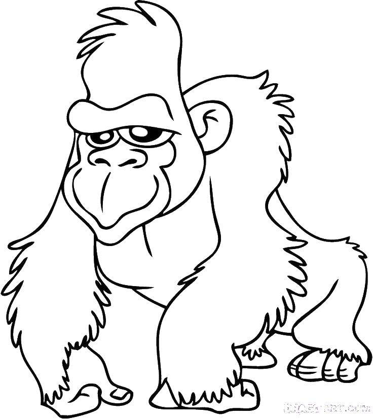Coloring Gorilla. Category animals. Tags:  gorilla, hands, eyes.