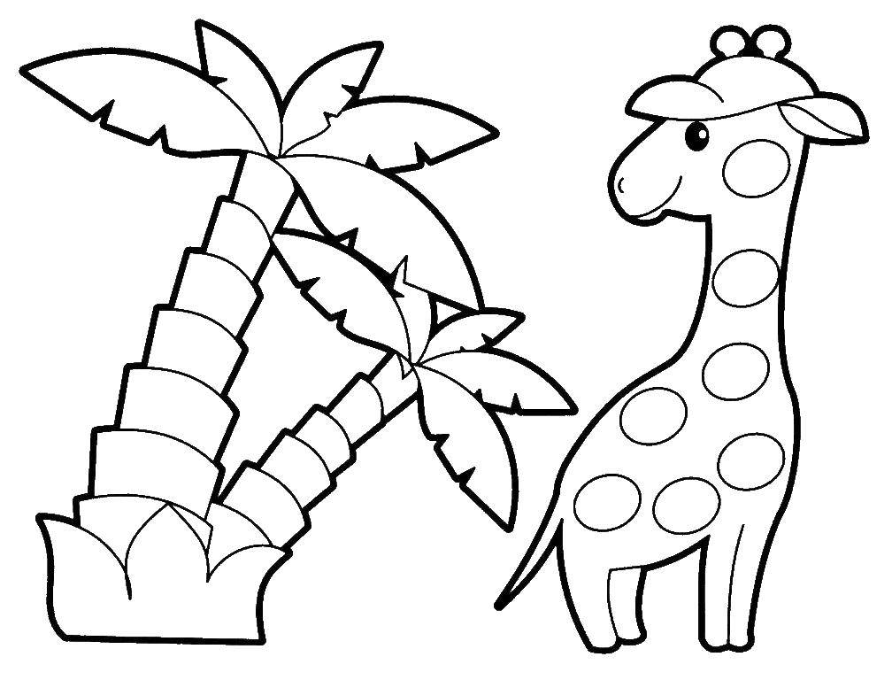 Coloring Giraffe and palm tree. Category animals. Tags:  giraffe, palm tree.