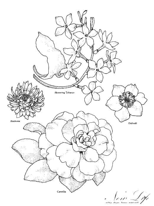 Coloring Different flowers. Category flowers. Tags:  flowers, plants, flower.