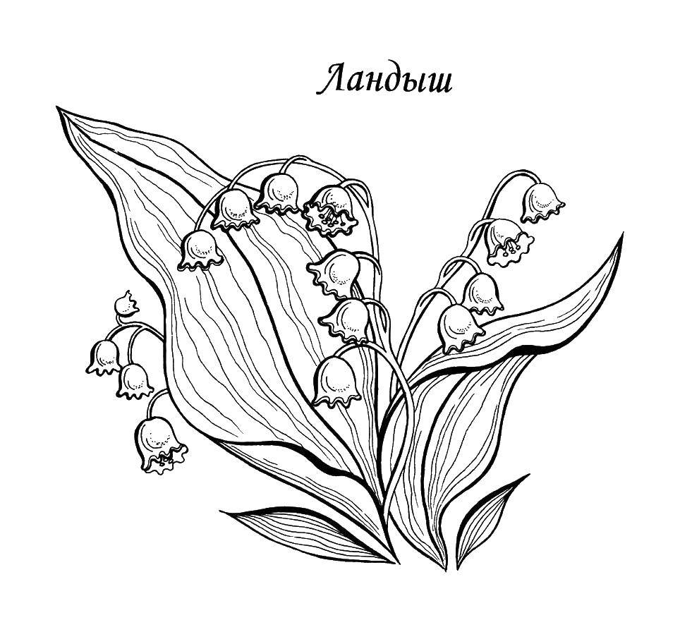 Название: Раскраска Ландыши. Категория: цветы. Теги: ландыши, листья.
