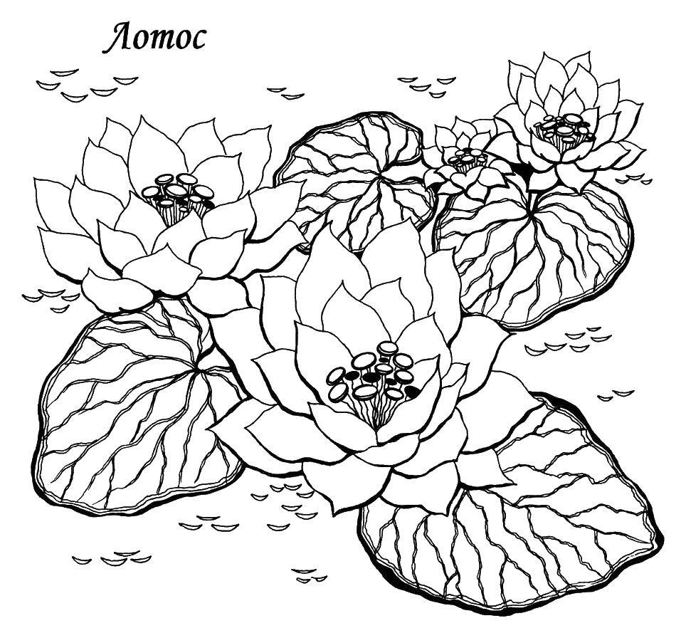 Coloring Lotus. Category flowers. Tags:  Lotus, flower, water Lily.
