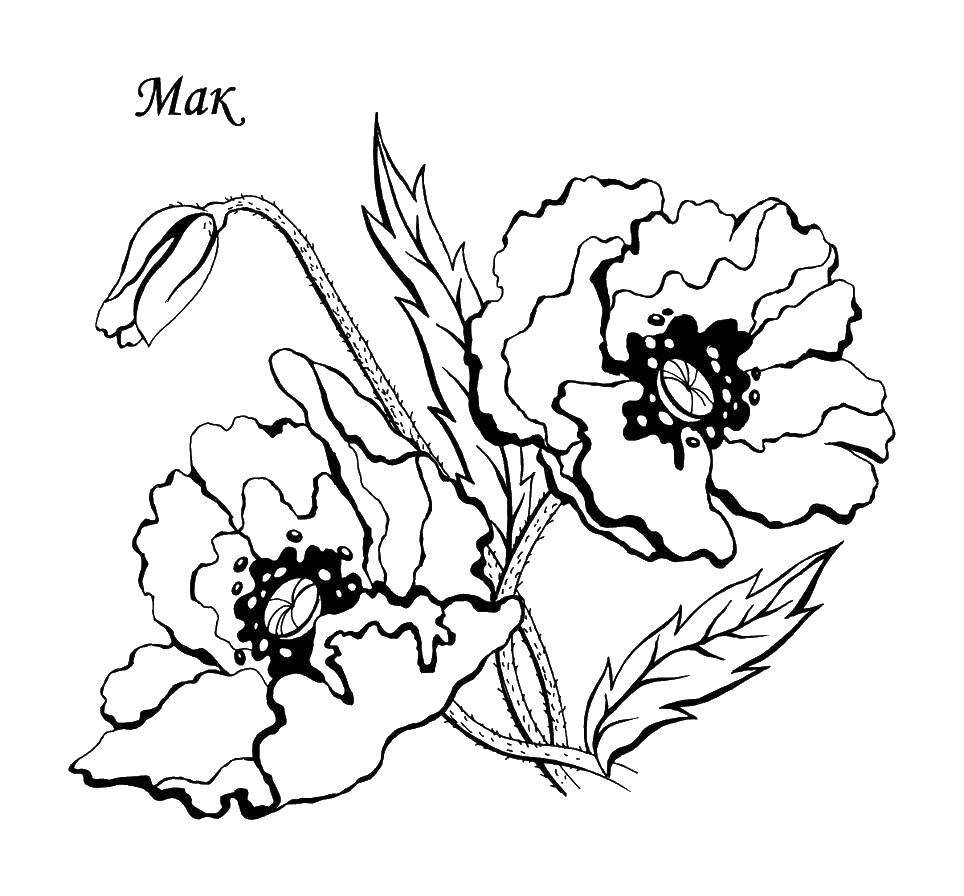 Coloring Mac. Category flowers. Tags:  poppy seeds, flowers, petals.
