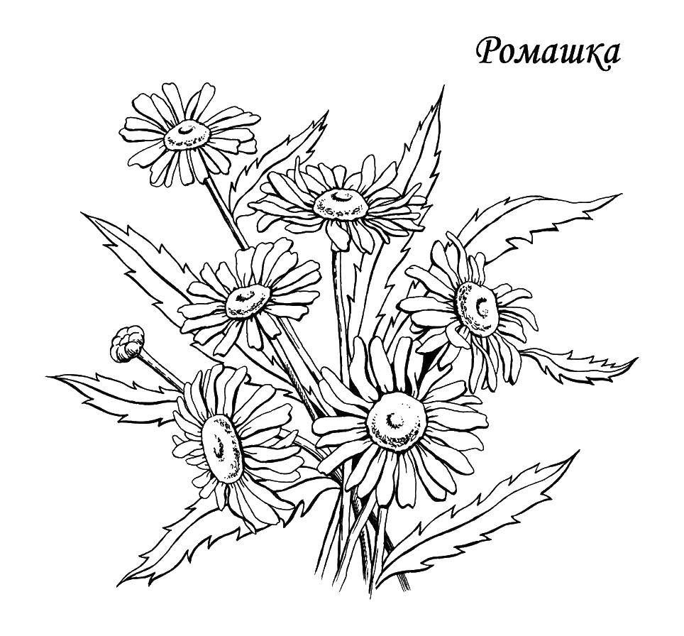 Coloring Daisy flower. Category flowers. Tags:  chamomile, petals, flowers.