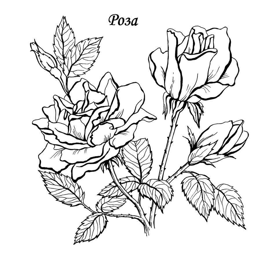 Coloring Flower rose. Category flowers. Tags:  rose, leaves, thorns.