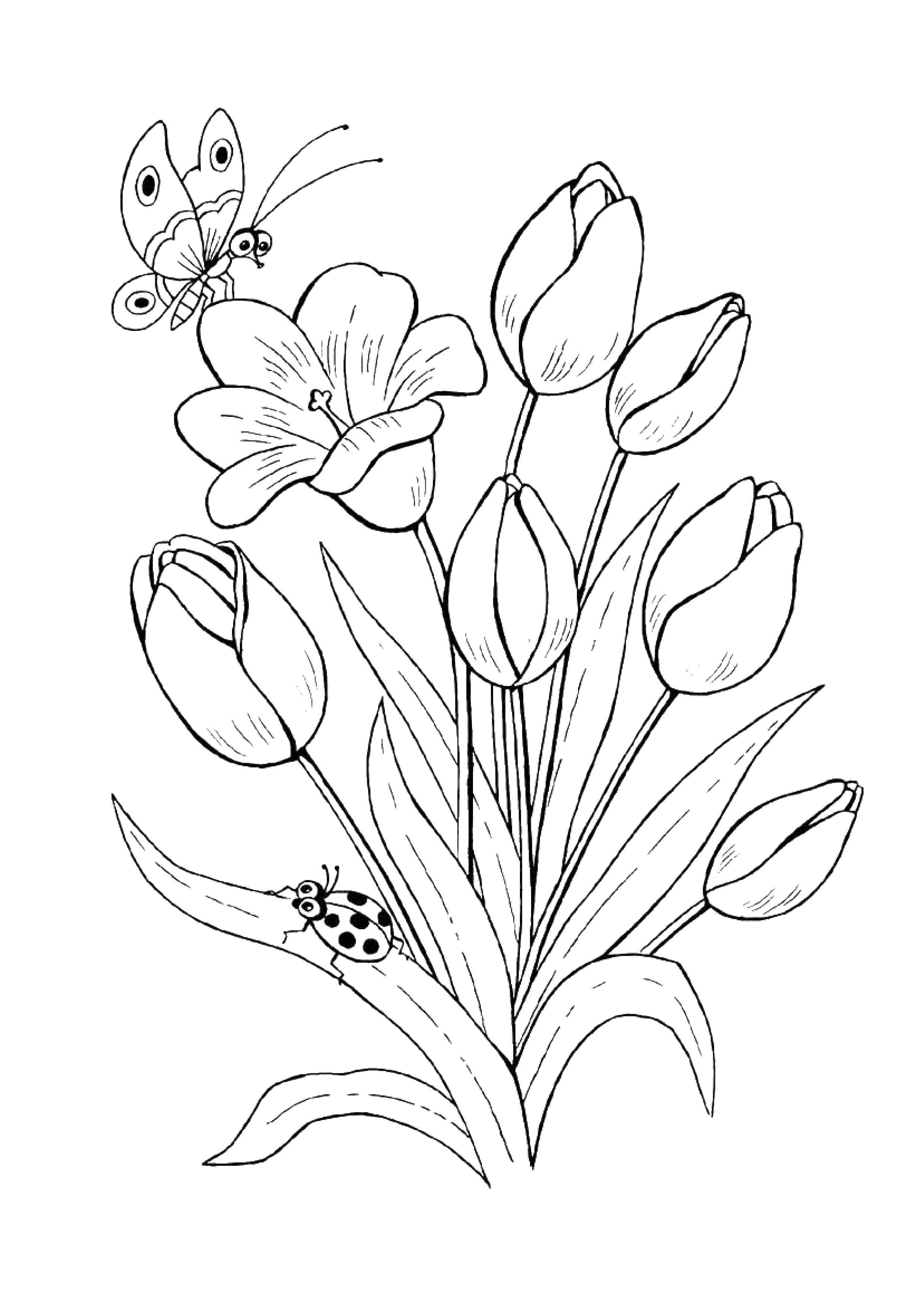 Название: Раскраска Бабочка на тюльпанах. Категория: цветы. Теги: Цветы.