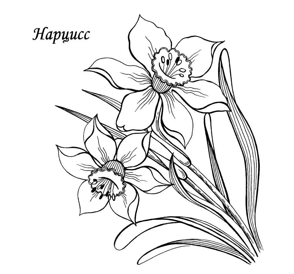 Coloring Narcissus. Category flowers. Tags:  Narcissus, flowers, leaves.