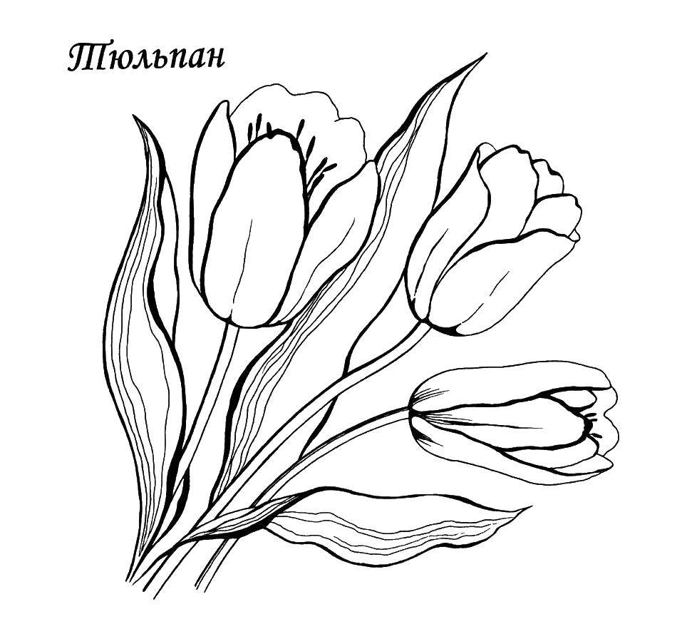 Coloring Tulip. Category flowers. Tags:  Tulip, flowers, leaves.