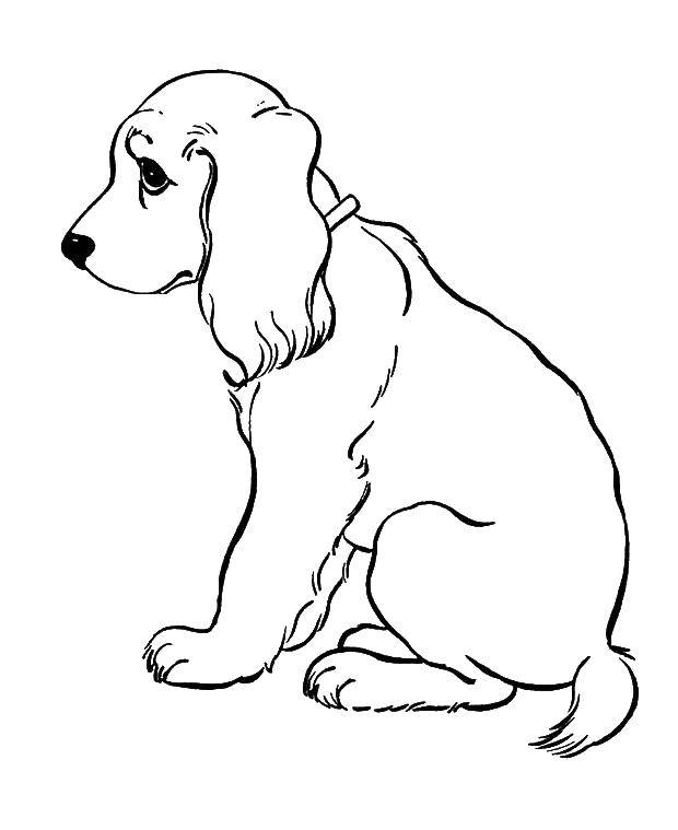 Coloring Sad dog. Category dogs puppies. Tags:  dogs, animals, puppy.