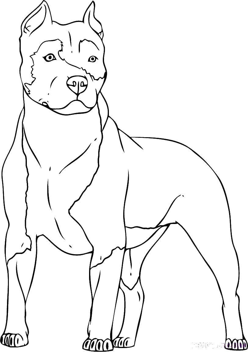 Coloring Pit bull. Category dogs. Tags:  dogs, Pitbull.