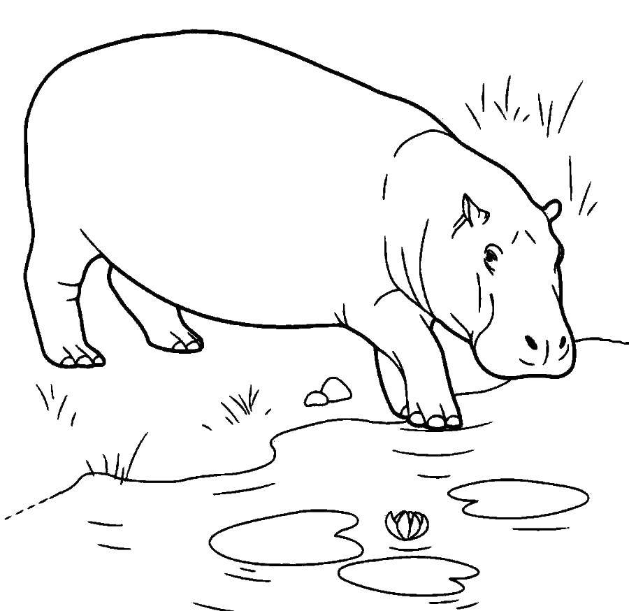 Coloring Behemoth at the lake. Category Hippo. Tags:  hippopotamus, lake, water lilies.