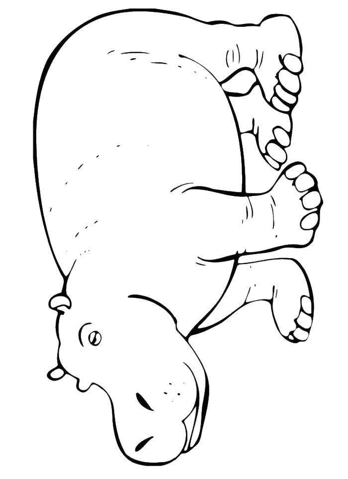 Coloring Hippo. Category Hippo. Tags:  Hippo, paws, muzzle.