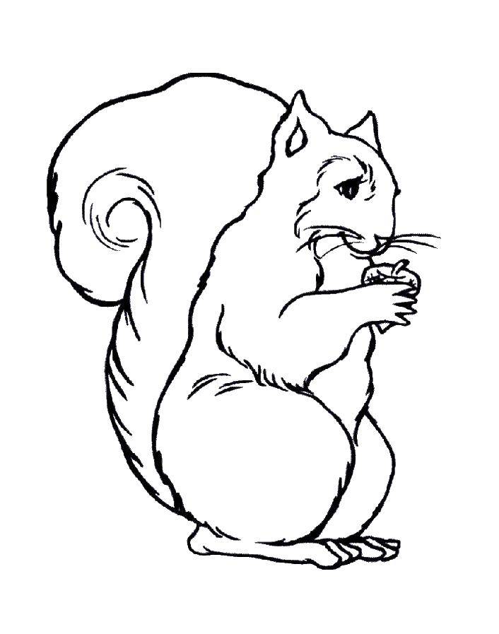 Coloring Squirrel and nut. Category squirrel. Tags:  squirrel, nut.