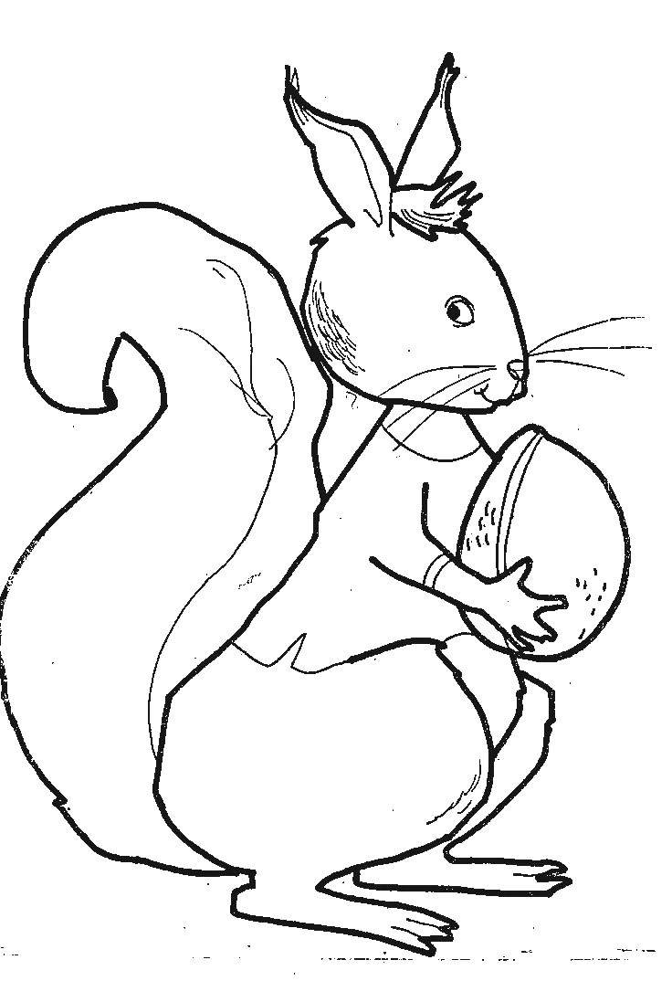 Coloring Squirrel holding a nut. Category squirrel. Tags:  animals, squirrel, squirrel.