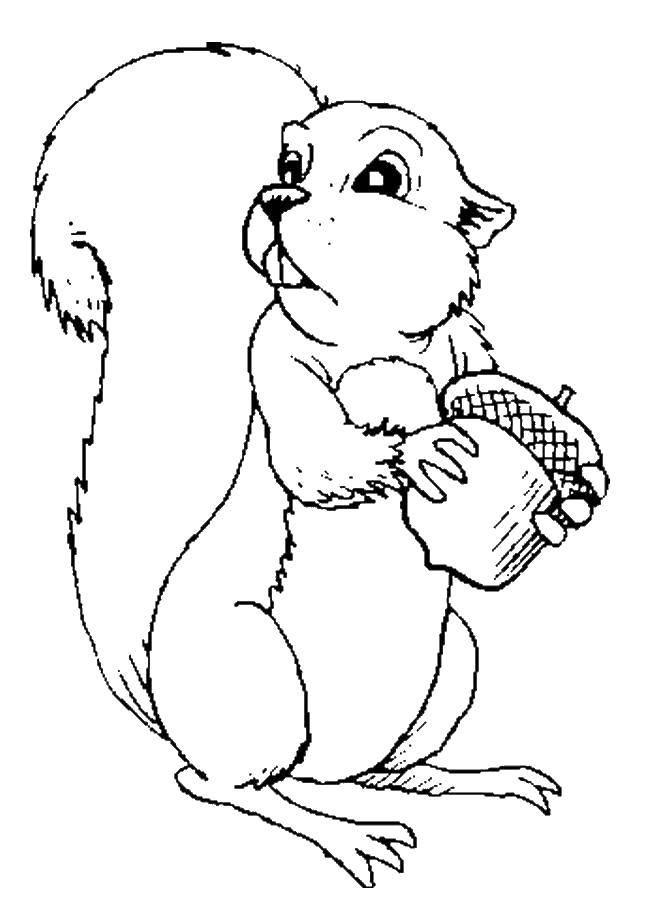 Coloring A squirrel holds an acorn. Category squirrel. Tags:  animals, acorn, squirrel.