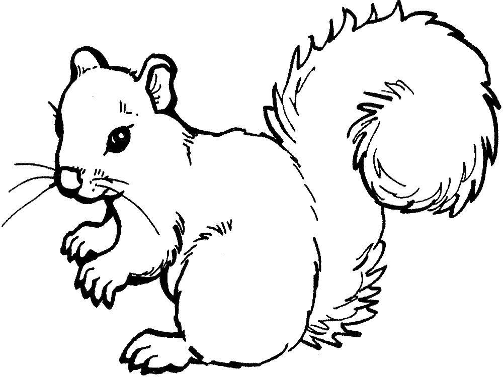 Coloring Squirrel with a beautiful tail. Category squirrel. Tags:  animals, squirrel, squirrel.