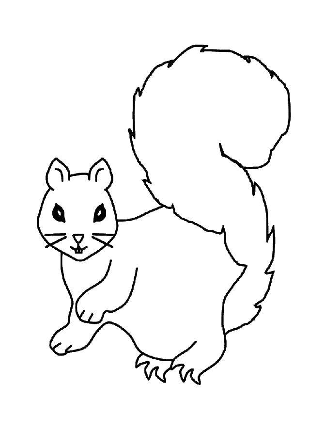 Coloring Squirrel with fluffy tail. Category squirrel. Tags:  animals, squirrel, squirrel.