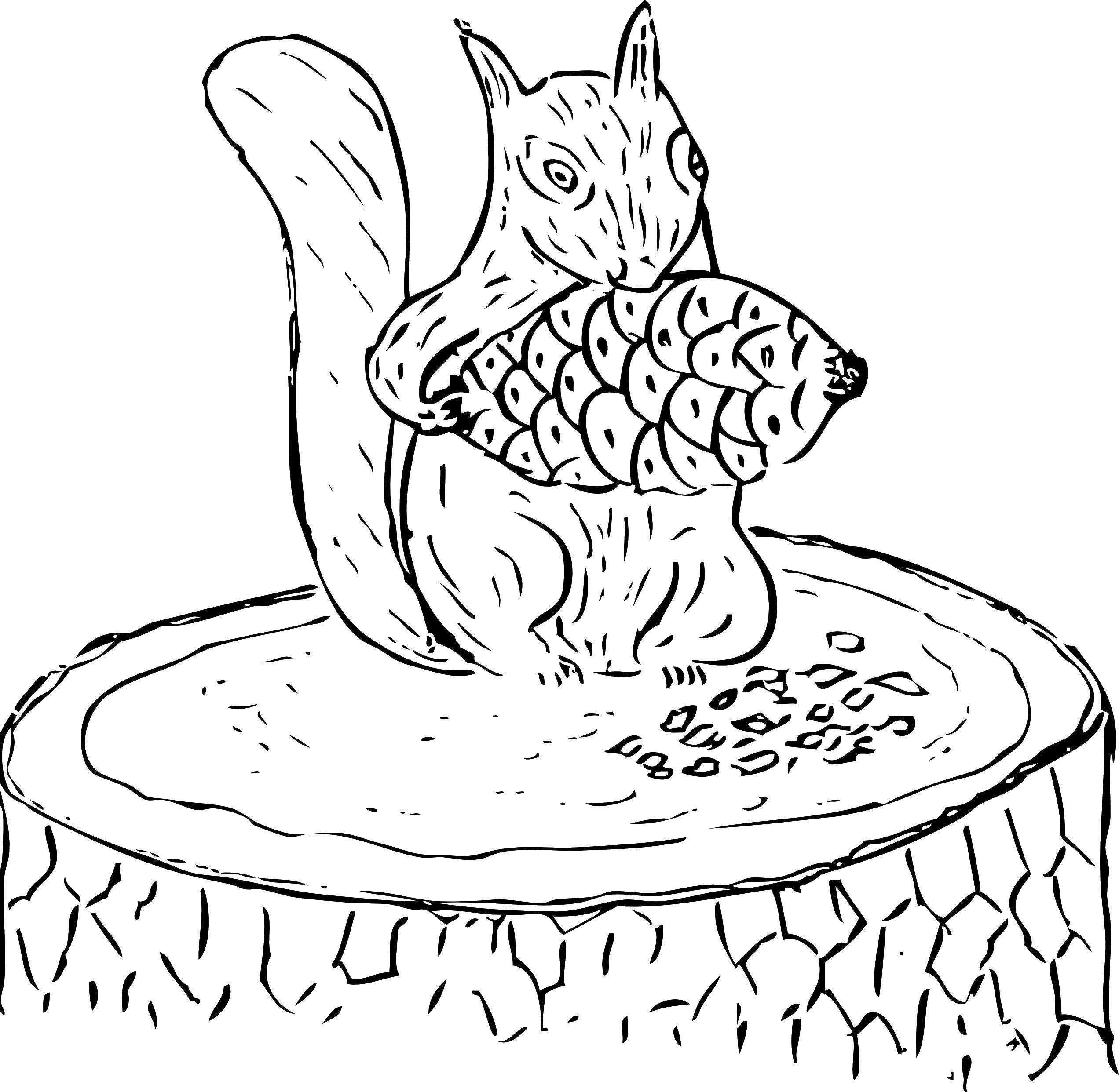 Coloring Squirrel with cone. Category squirrel. Tags:  squirrels, bump, stump.