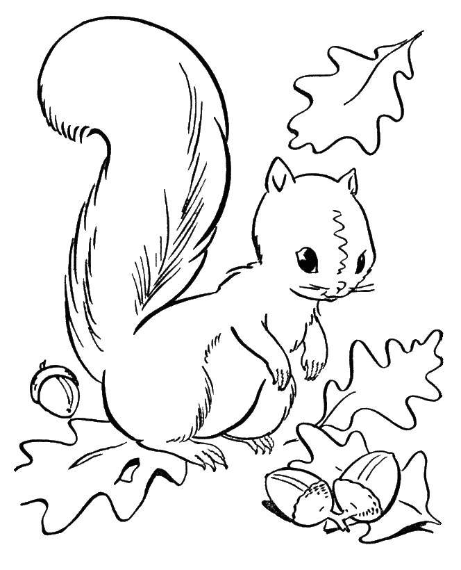 Coloring Squirrel among the leaves and acorns. Category squirrel. Tags:  animals, squirrel, squirrel.