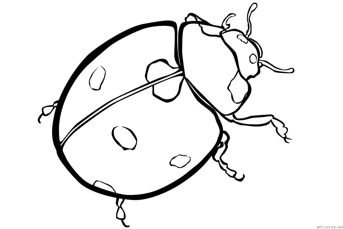 Coloring Ladybug. Category Insects. Tags:  ladybug, insect, wings.