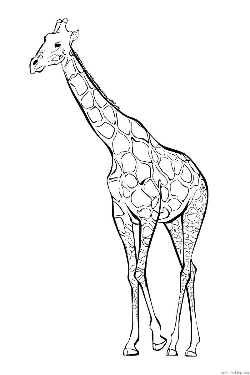 Название: Раскраска Длинный жираф. Категория: жираф. Теги: животные, жираф.
