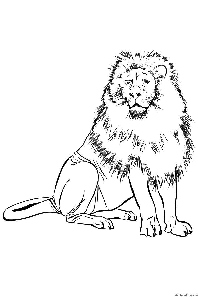 Название: Раскраска Грациозный лев. Категория: Животные. Теги: животные, лев.