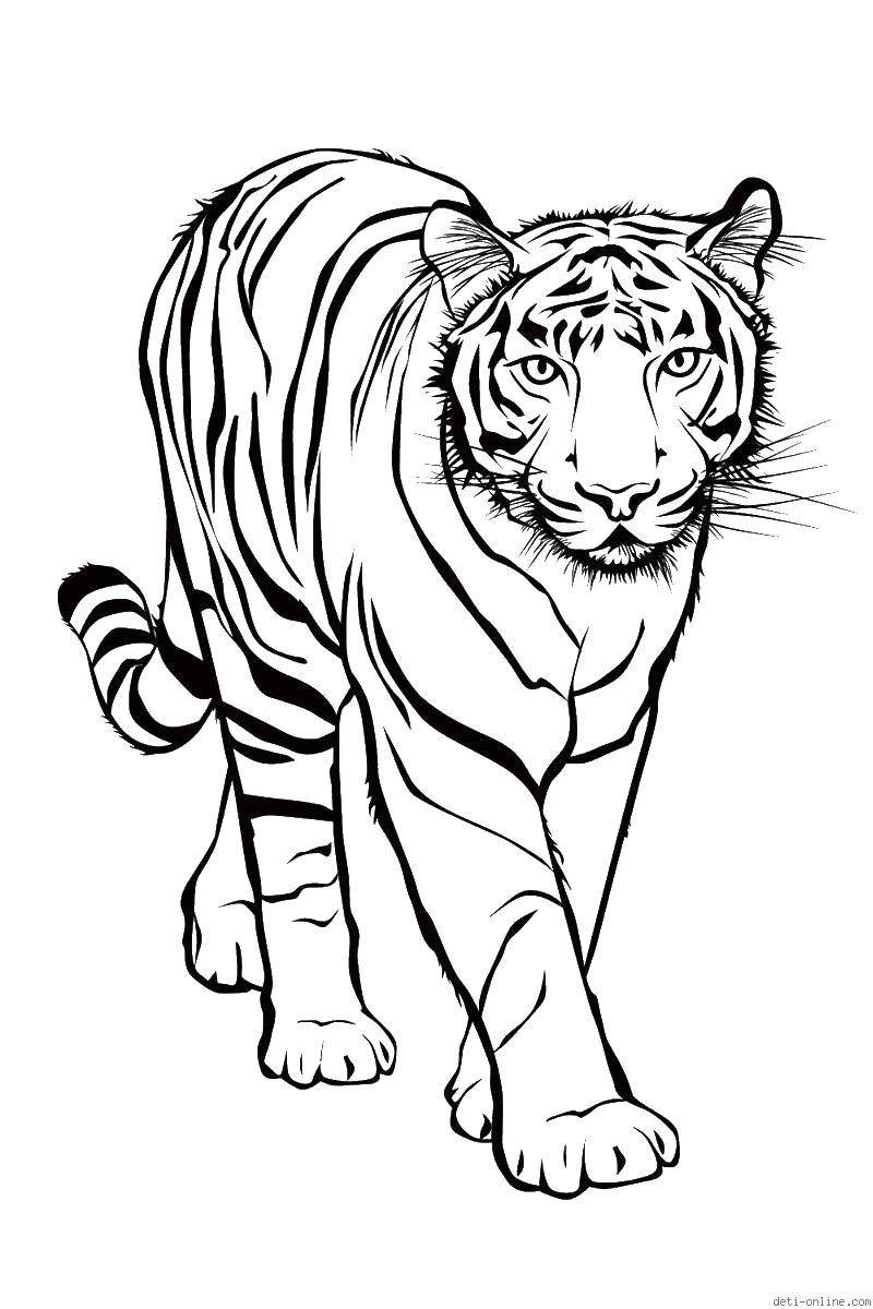 Название: Раскраска Хищный тигр. Категория: Животные. Теги: животные, тигр.
