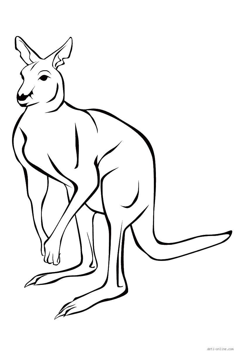 Coloring Kangaroo. Category Animals. Tags:  animals, kangaroo, animals.