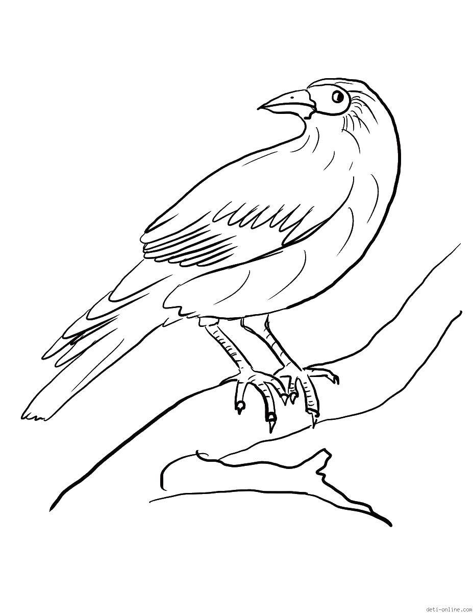 Название: Раскраска Красивая птичка на ветке. Категория: птицы. Теги: птицы, ветка, дерево, перья.