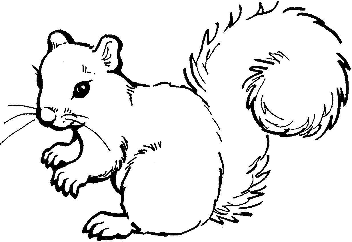 Coloring A cute fluffy squirrel. Category squirrel. Tags:  animals, squirrel, squirrel.