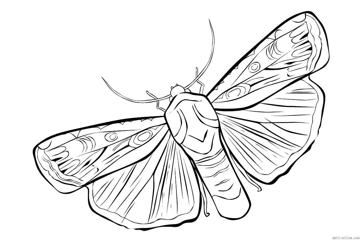 Название: Раскраска Моль. Категория: Насекомые. Теги: моль, крылья, насекомое.