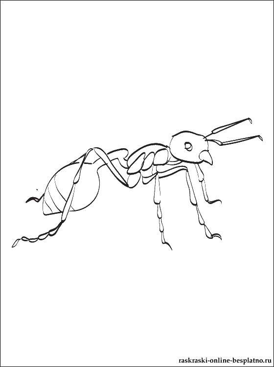 Coloring Ant. Category Insects. Tags:  ant, antennae.