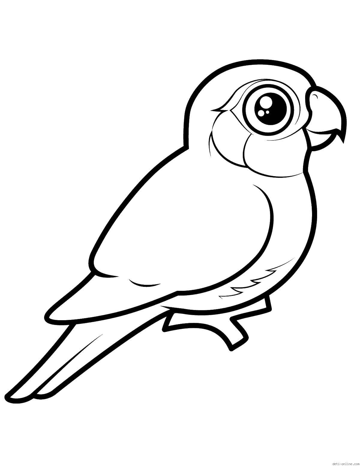 Название: Раскраска Попугай на веточке. Категория: птицы. Теги: попугай, ветка, птица, глаза.