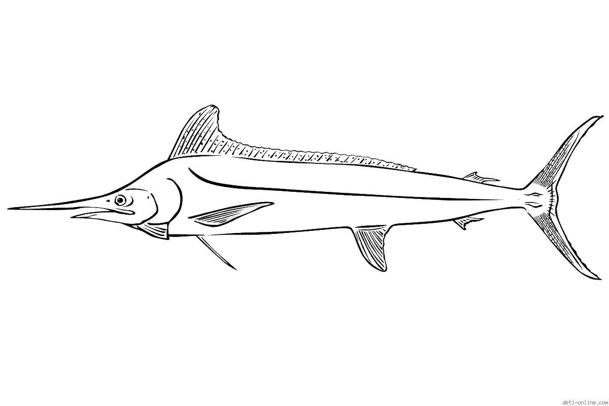 Coloring Swordfish. Category fish. Tags:  fish, marine life, slave to the sword.