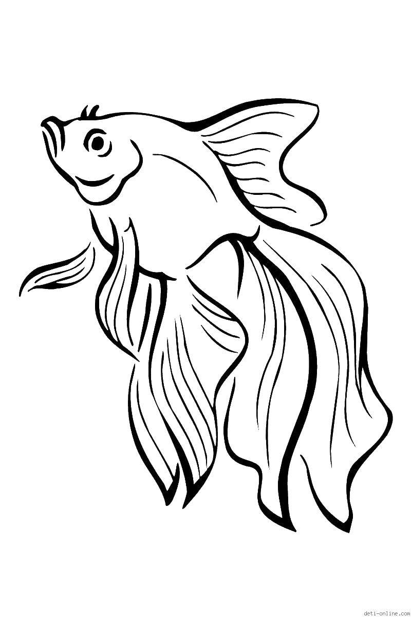 Название: Раскраска Рыбка с длинными плавниками. Категория: рыбы. Теги: рыбы, рабка.