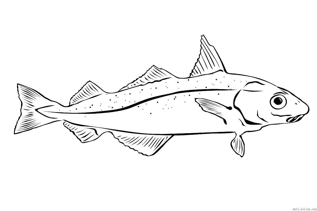 Coloring Fish. Category fish. Tags:  water animals, marine animals, fish.