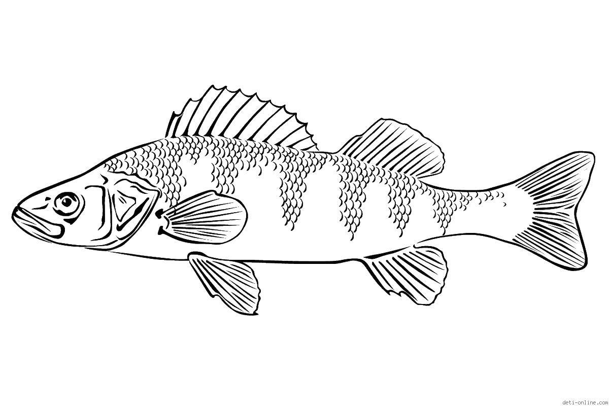 Название: Раскраска Щука. Категория: рыбы. Теги: рыбы, щуки.