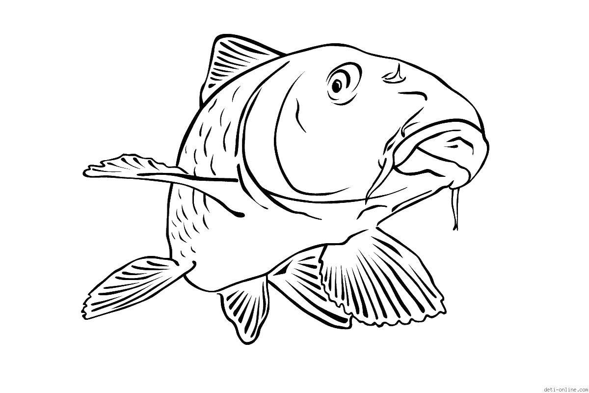 Название: Раскраска Сом. Категория: рыбы. Теги: рыбы, сом, морские обитатели.