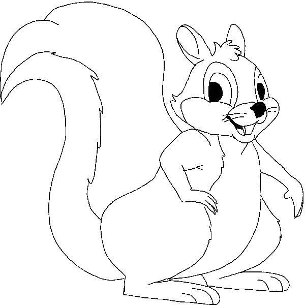 Coloring Smiling squirrel. Category squirrel. Tags:  squirrel, tail, teeth.