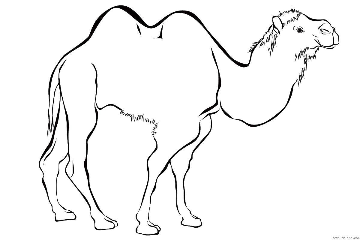 Coloring Camel. Category Animals. Tags:  animals, camel, humps.