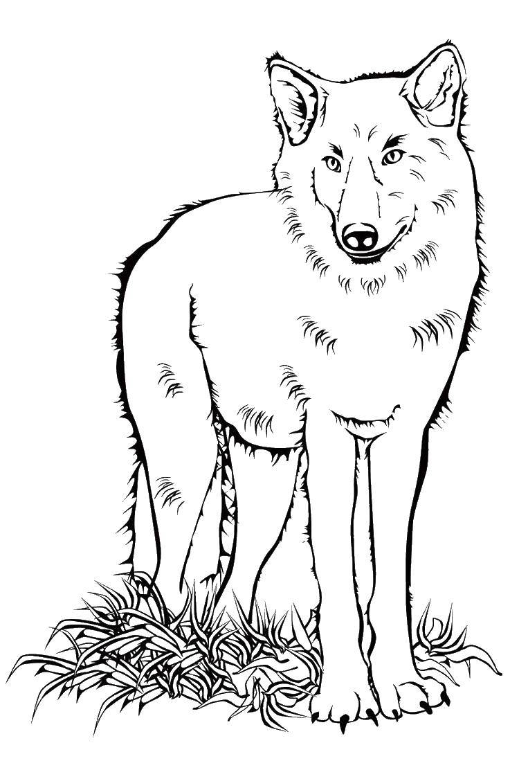 Название: Раскраска Волк в траве. Категория: волк. Теги: волк, трава, уши.