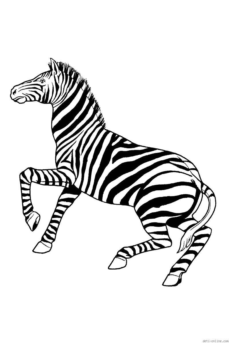 Название: Раскраска Зебра. Категория: зебра. Теги: зебры, полоски.