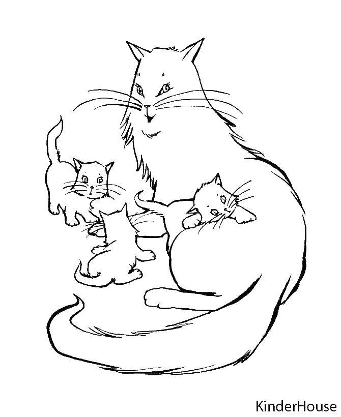 Розмальовки  Кошенята і кішка. Завантажити розмальовку кішки, кошенята.  Роздрукувати ,Тварини,