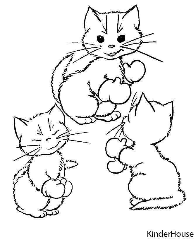 Название: Раскраска Кошки в перчатках. Категория: Коты и котята. Теги: животные, кошка, котята.