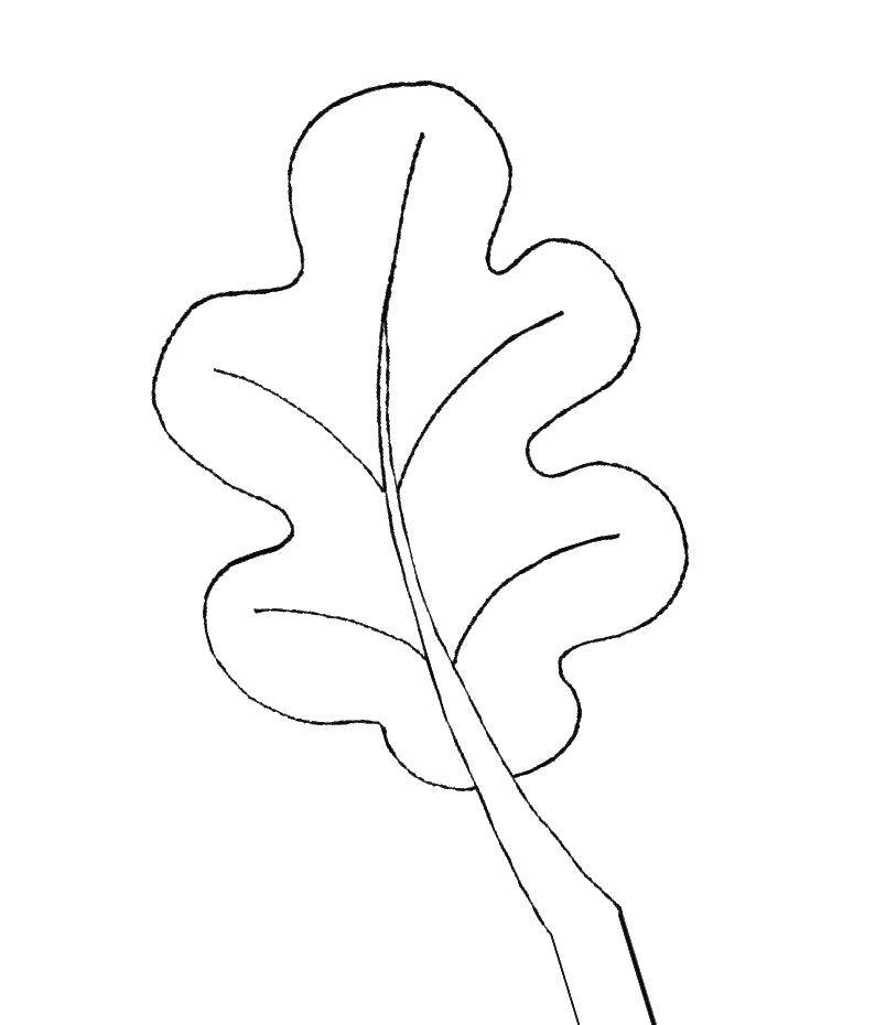 Название: Раскраска Лист дуба. Категория: дубовый лист. Теги: лист. Дуб, прожилки.