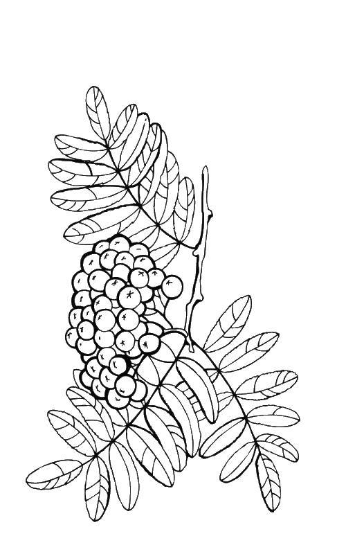Название: Раскраска Ветка рябины с листьями. Категория: листья рябины. Теги: листья рябины.
