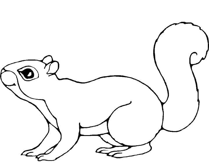 Coloring A squirrel with a tail. Category Animals. Tags:  squirrel, tail, eyes.